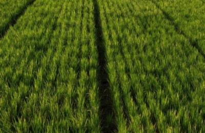 2.5 Bigha Agriculture Land for sale in Balawala, Diggi Malpura Road, Jaipur