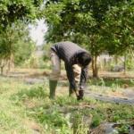 15 Bigha Agricultural Land for sale at Shyosinghpura, Bichoon–Phulera Road, Ajmer Road, Jaipur