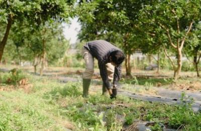 15 Bigha Agricultural Land for sale at Shyosinghpura, Bichoon–Phulera Road, Ajmer Road, Jaipur